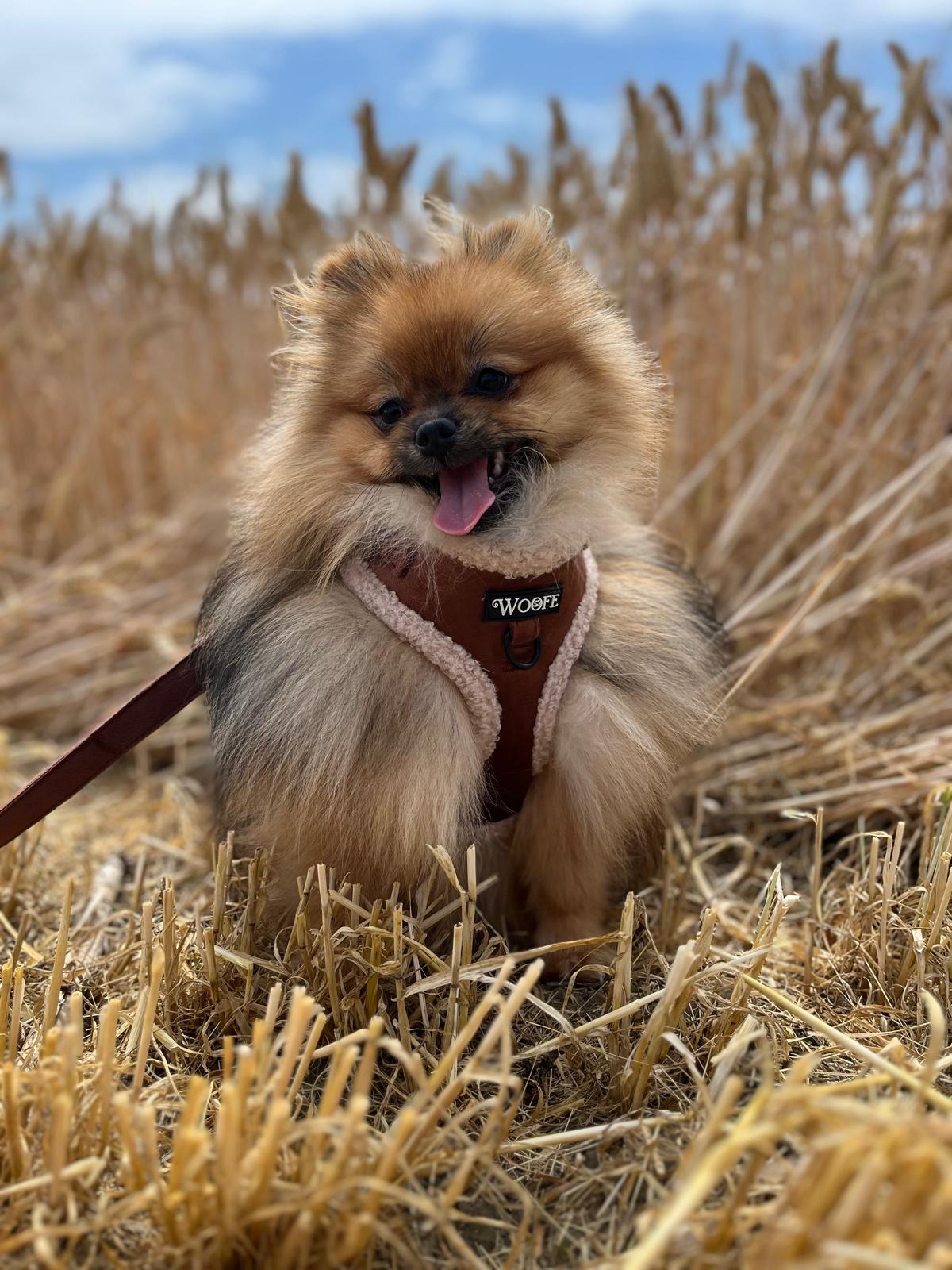 Velvet Bear Bundle Woofe